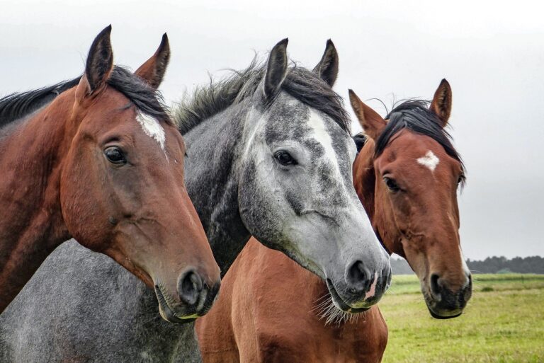 Dit heb je nodig met een paard in de stal
